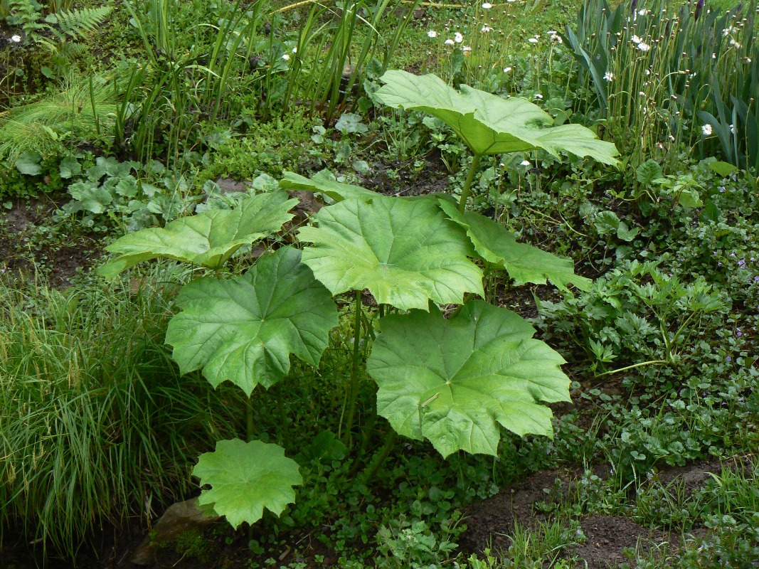 Изображение особи Astilboides tabularis.