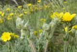 Potentilla taurica. Верхушки побегов с бутонами и цветками. Краснодарский край, м/о г. Новороссийск, окр. пос. Верхнебаканский, гора Раевская, задернованное скальное обнажение. 18.05.2019.