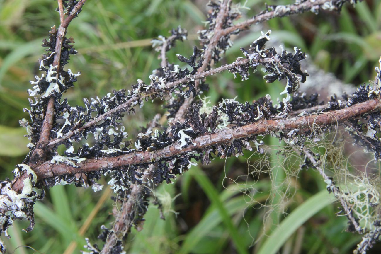 Image of genus Hypogymnia specimen.