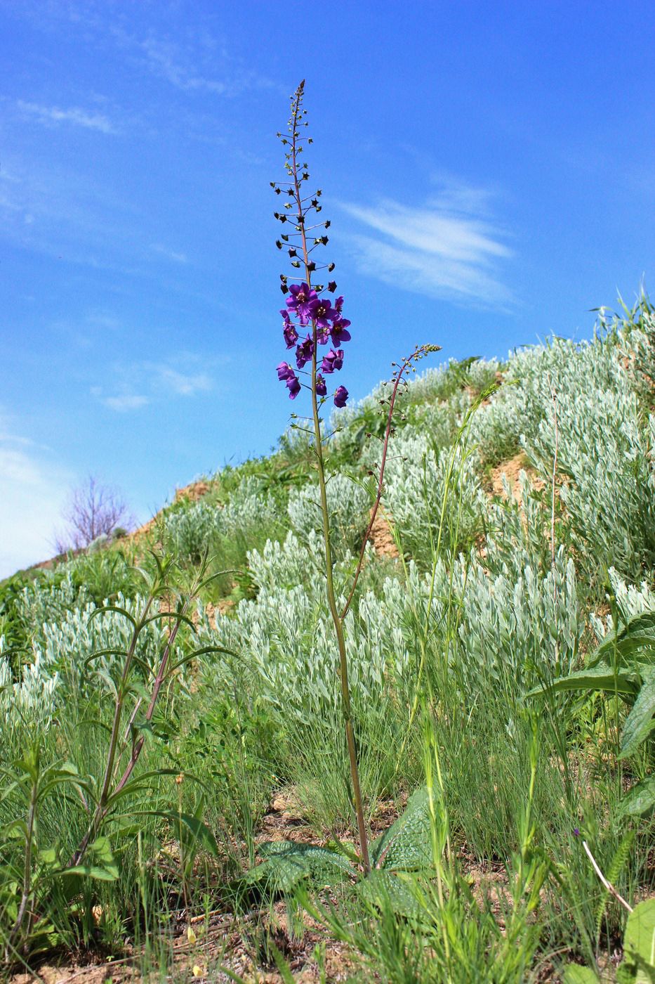 Изображение особи Verbascum phoeniceum.