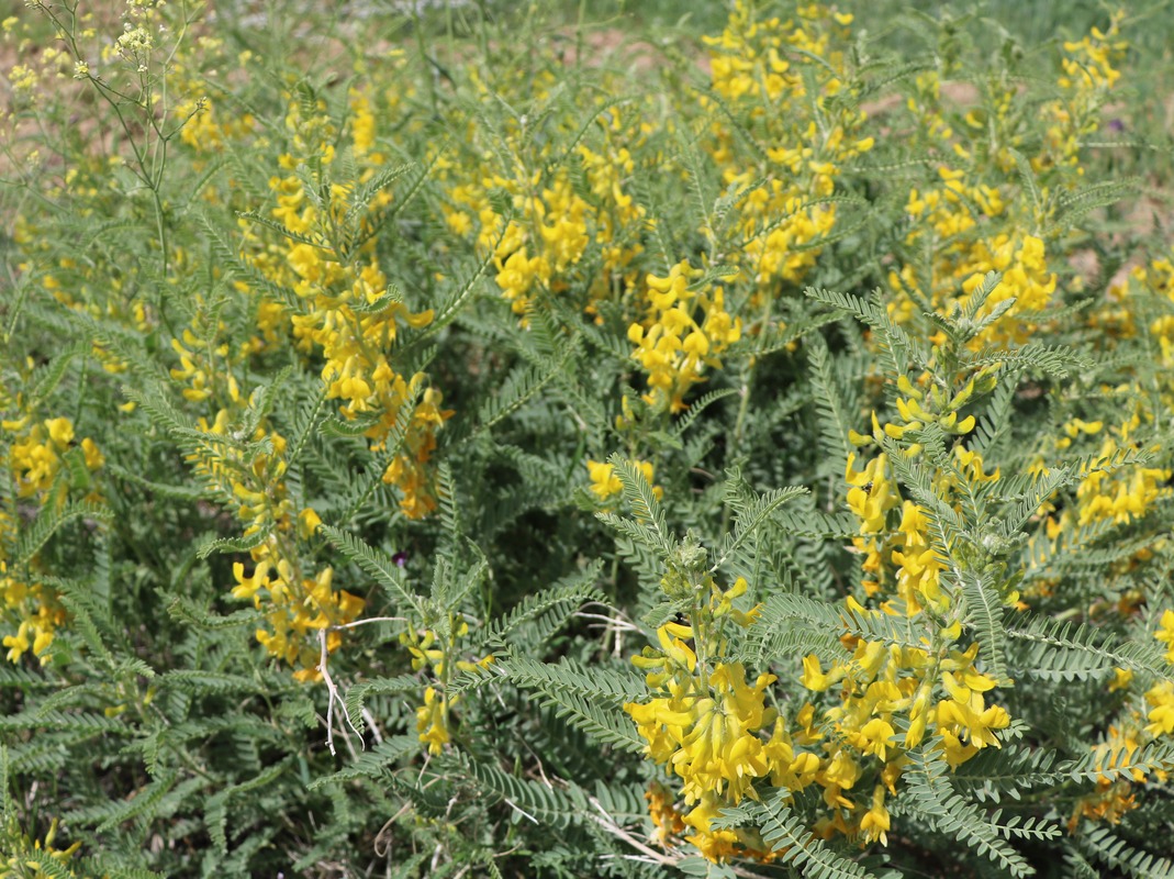 Изображение особи Astragalus nachitschevanicus.