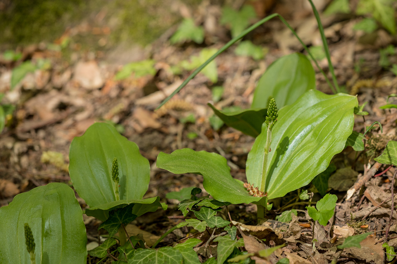 Изображение особи Listera ovata.