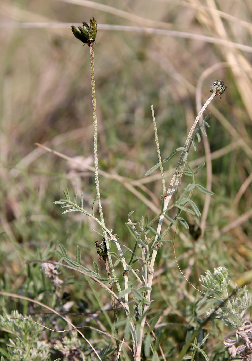 Image of Astragalus stenoceras specimen.