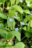 Omphalodes verna. Цветки и листья. Санкт-Петербург, Петроградский р-н, Ботанический сад Петра Великого, в культуре. 30.05.2021.