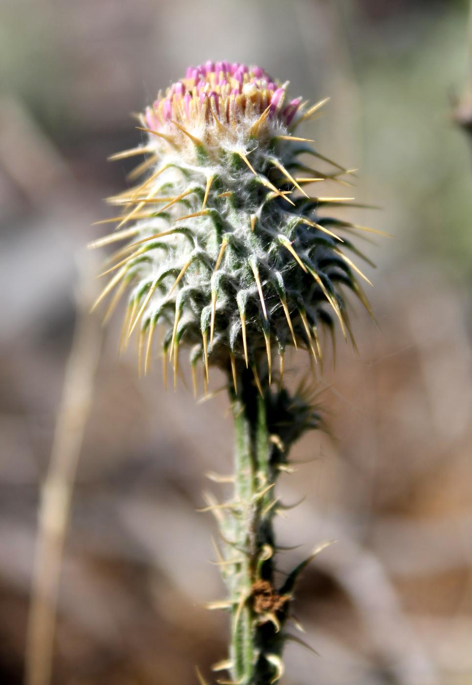 Изображение особи Cousinia perovskiensis.