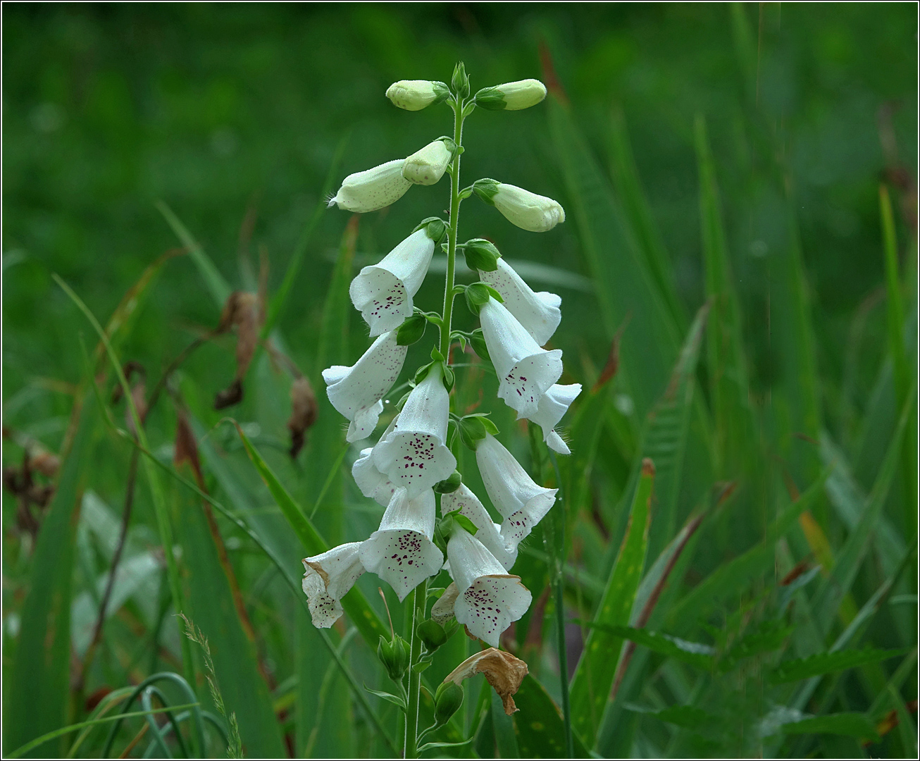 Изображение особи Digitalis purpurea.