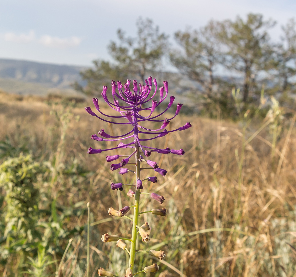 Изображение особи Leopoldia comosa.