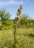 род Verbascum. Верхушка побега с соцветием в бутонах. Краснодарский край, Крымский р-н, окр. станицы Неберджаевская, ур. Темрючки, дно заброшенного карьера, на обломках мергеля. 14.06.2021.