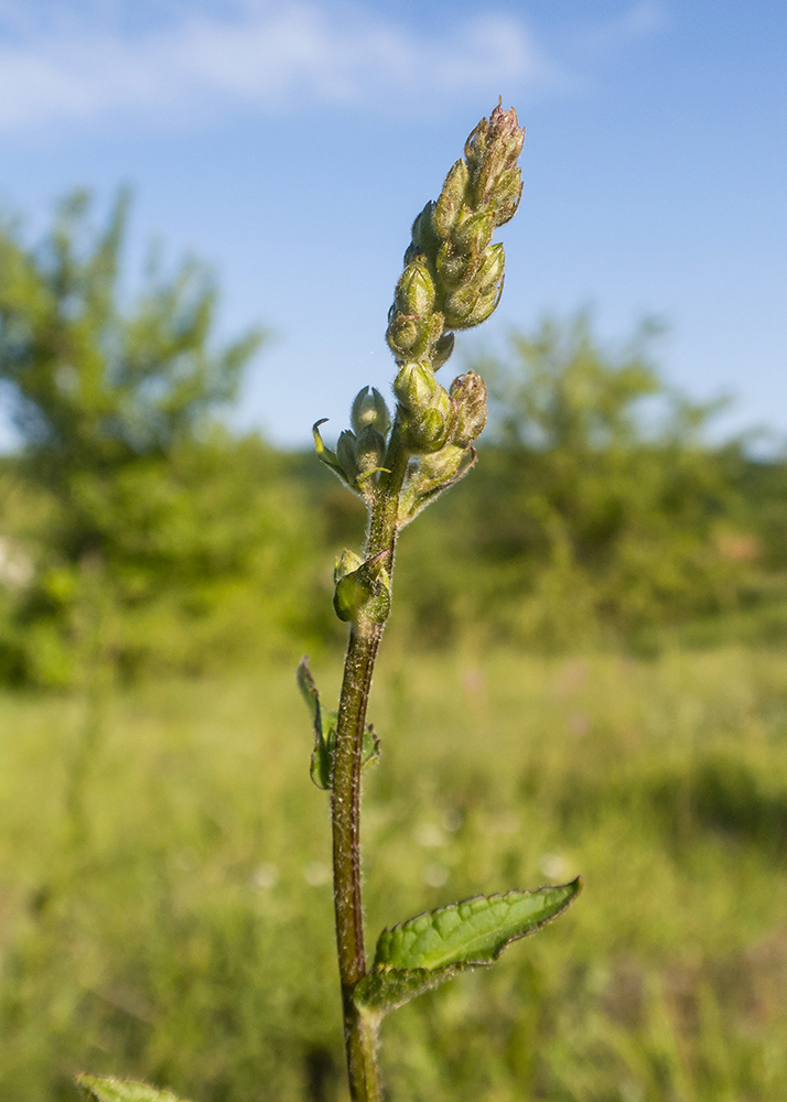 Image of genus Verbascum specimen.