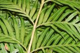 Woodwardia prolifera