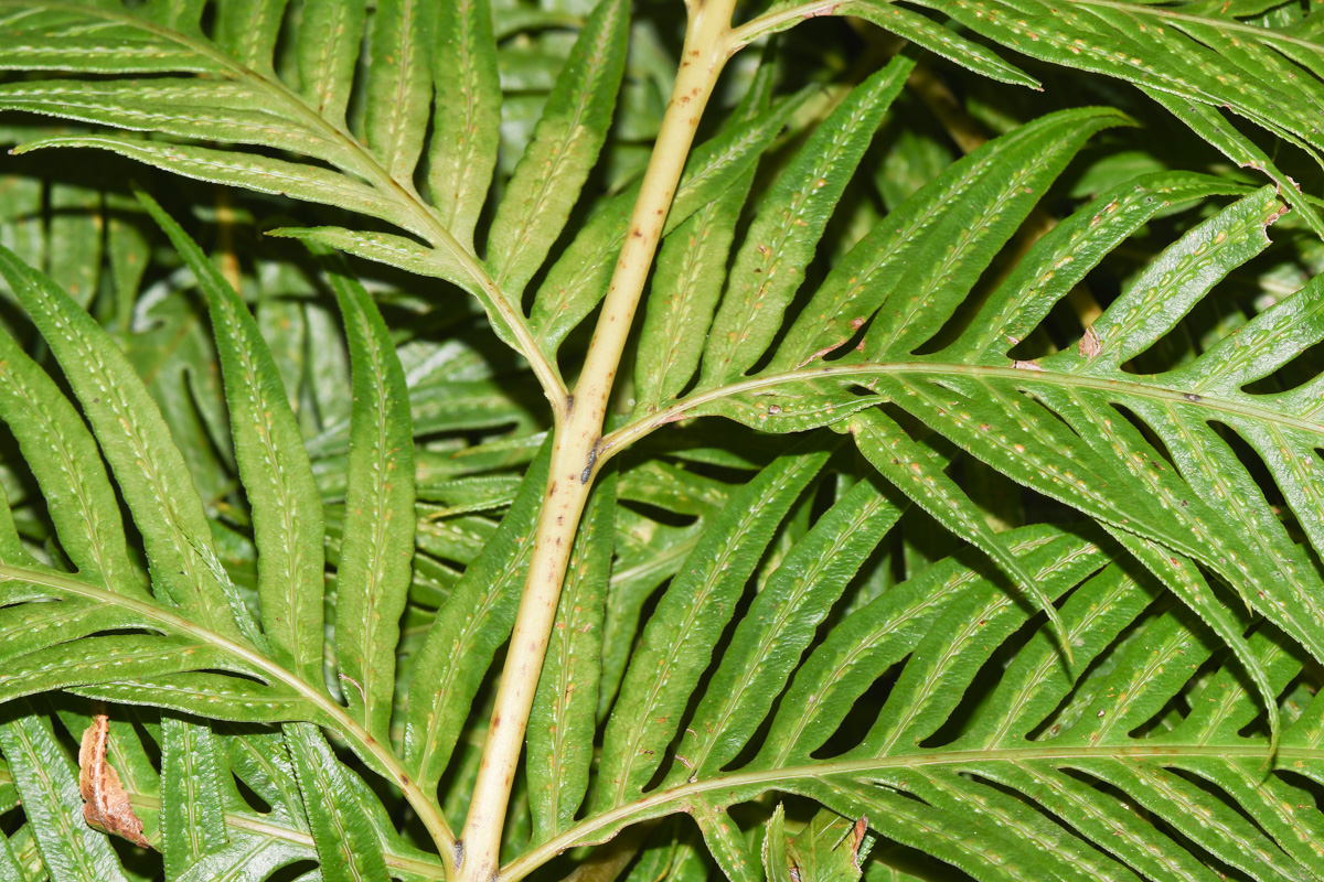 Image of Woodwardia prolifera specimen.