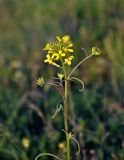 Erysimum canescens