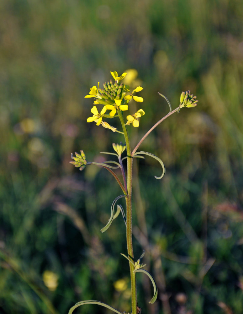 Image of Erysimum canescens specimen.