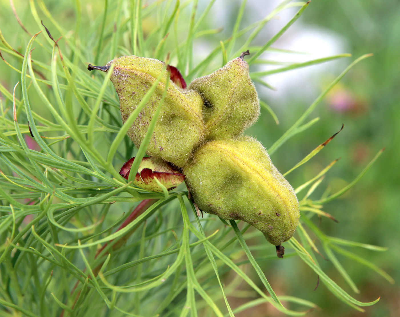 Image of Paeonia tenuifolia specimen.