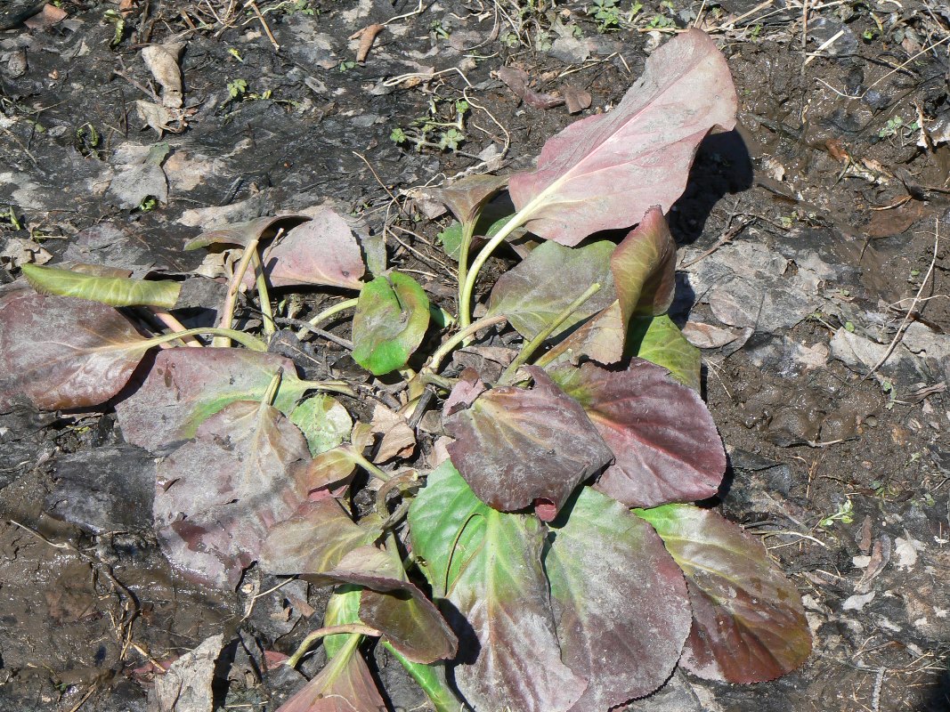 Image of Bergenia crassifolia specimen.