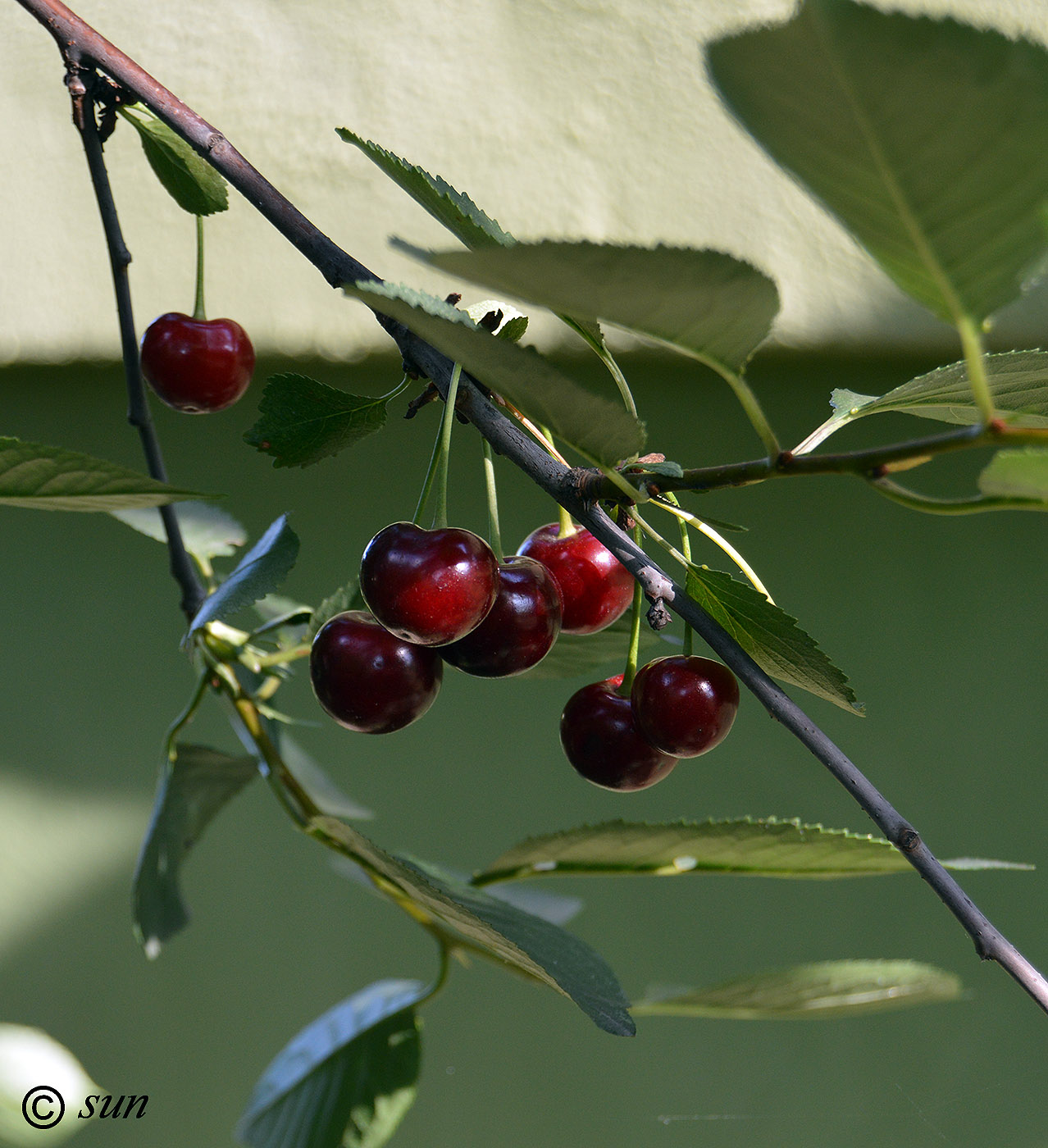 Изображение особи Cerasus vulgaris.