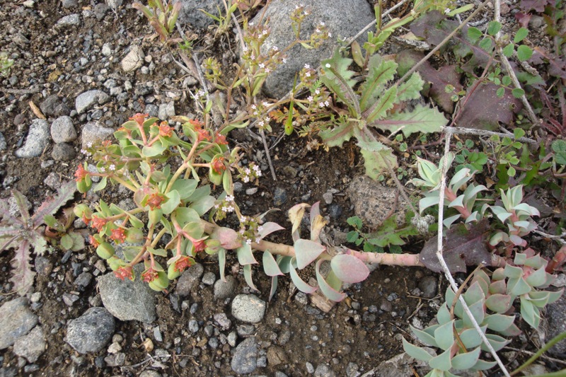 Изображение особи Euphorbia marschalliana.