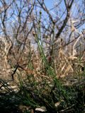 Equisetum variegatum