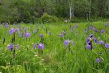 Iris setosa