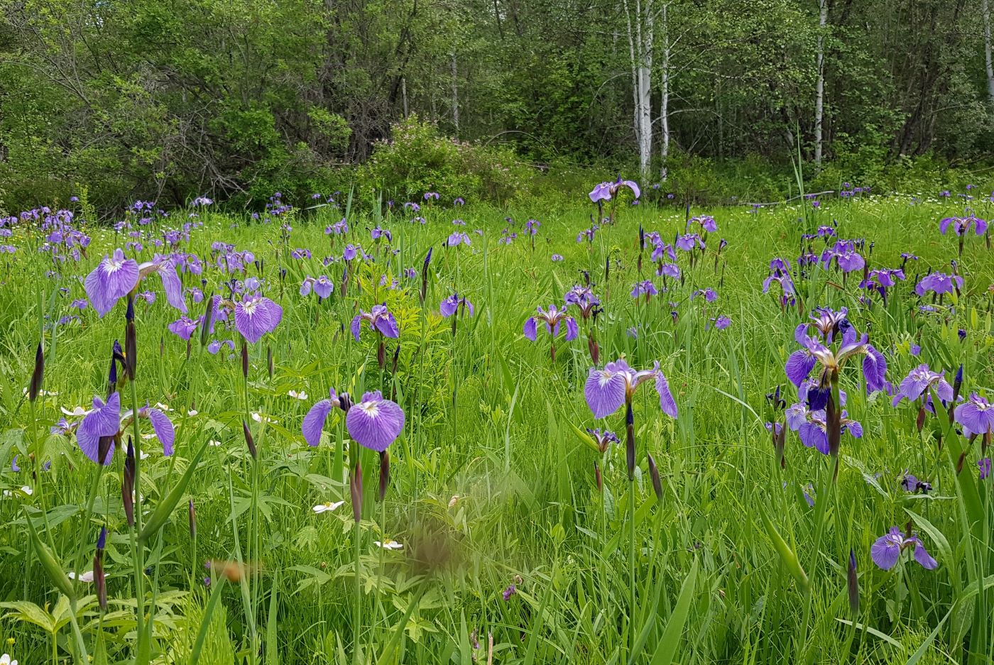 Изображение особи Iris setosa.