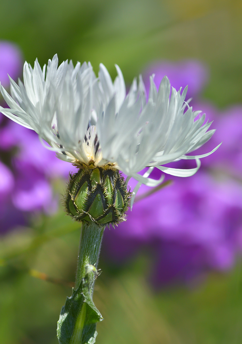 Image of Centaurea cheiranthifolia specimen.