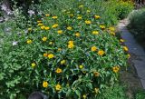 Heliopsis helianthoides ssp. scabra