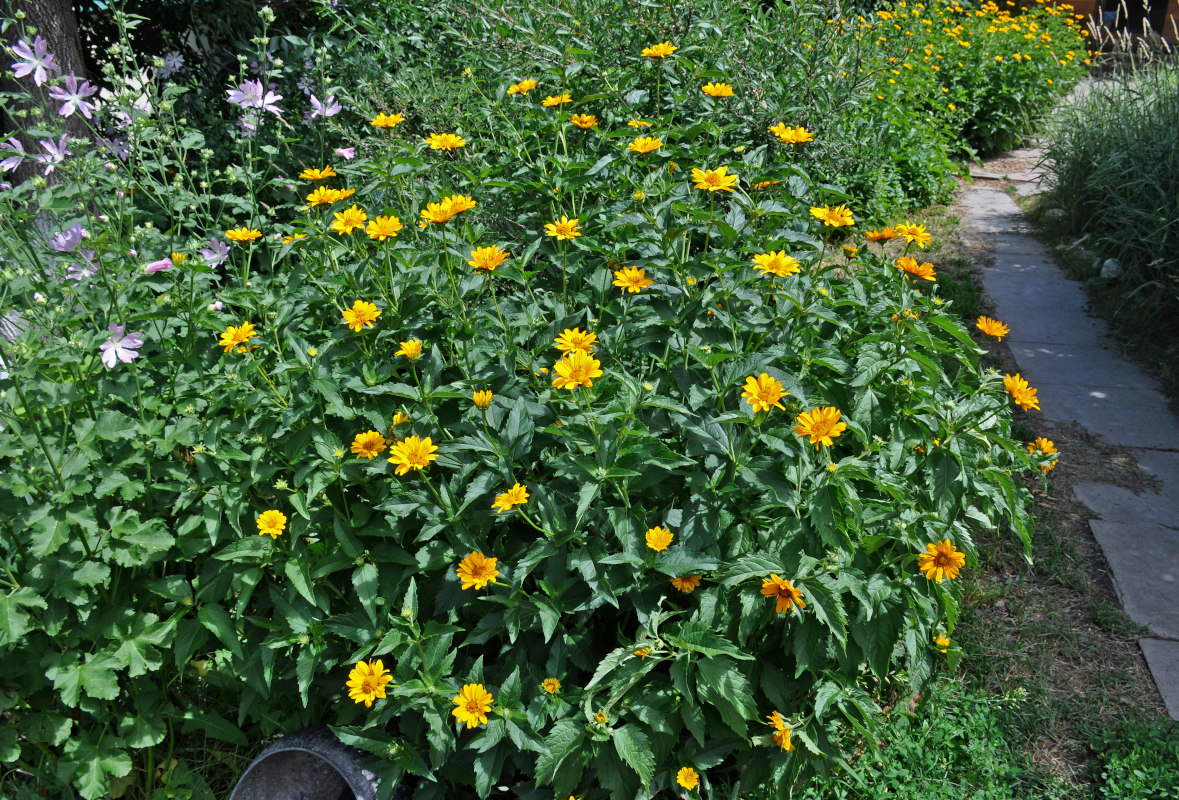 Изображение особи Heliopsis helianthoides ssp. scabra.