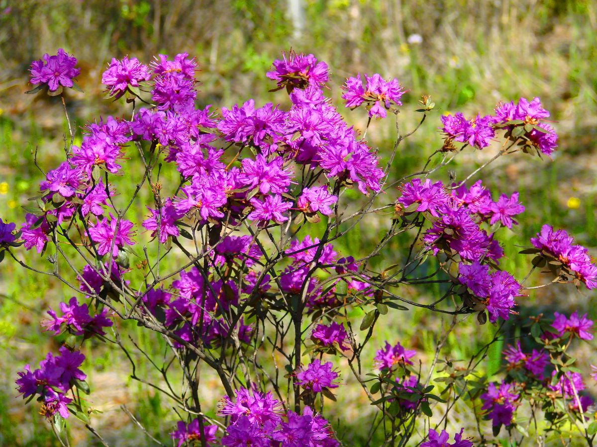 Image of Rhododendron dauricum specimen.