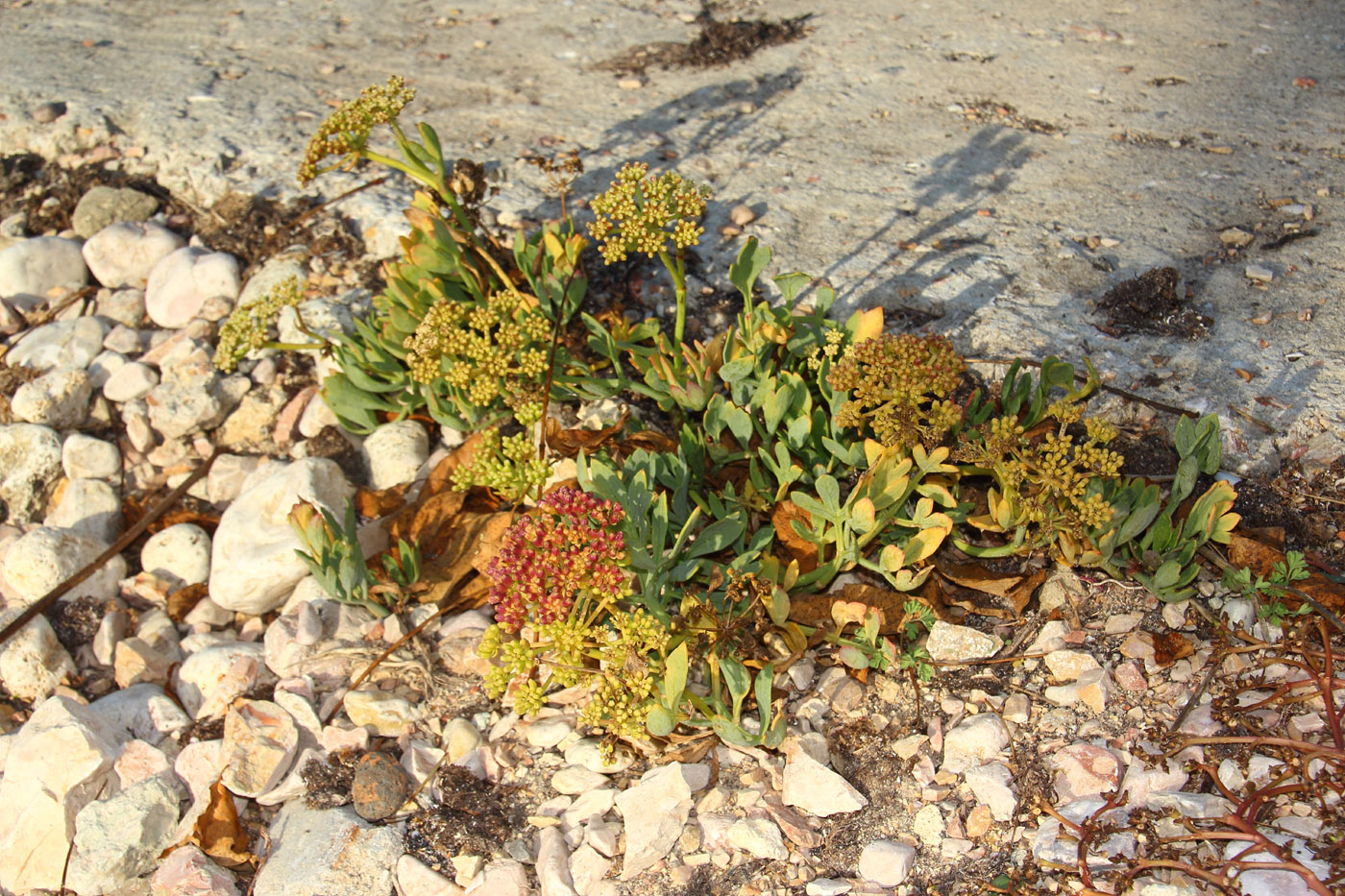 Изображение особи Crithmum maritimum.