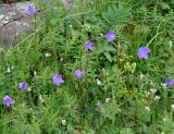 Campanula altaica