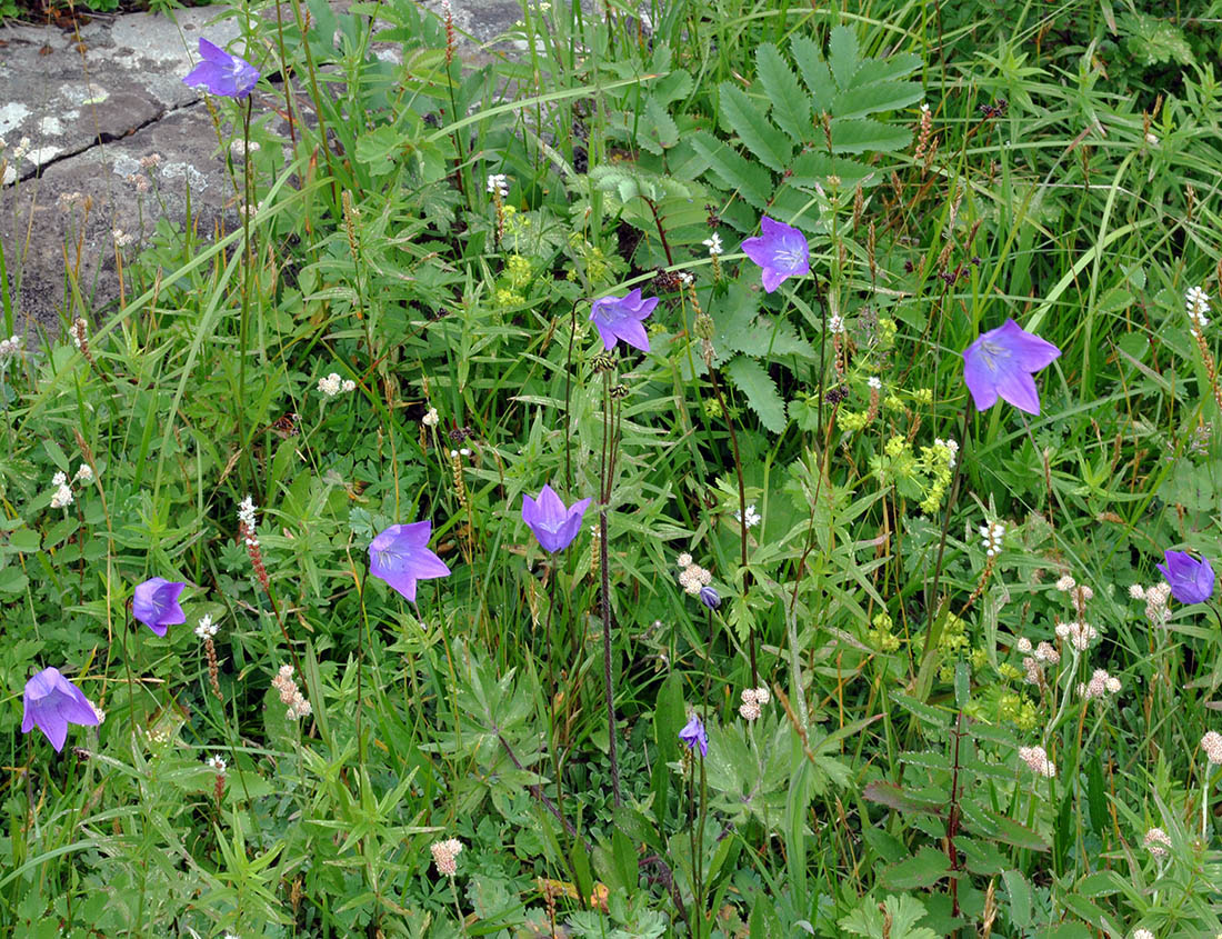 Изображение особи Campanula altaica.