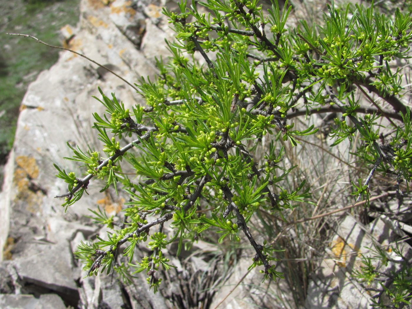 Изображение особи Rhamnus erythroxyloides.