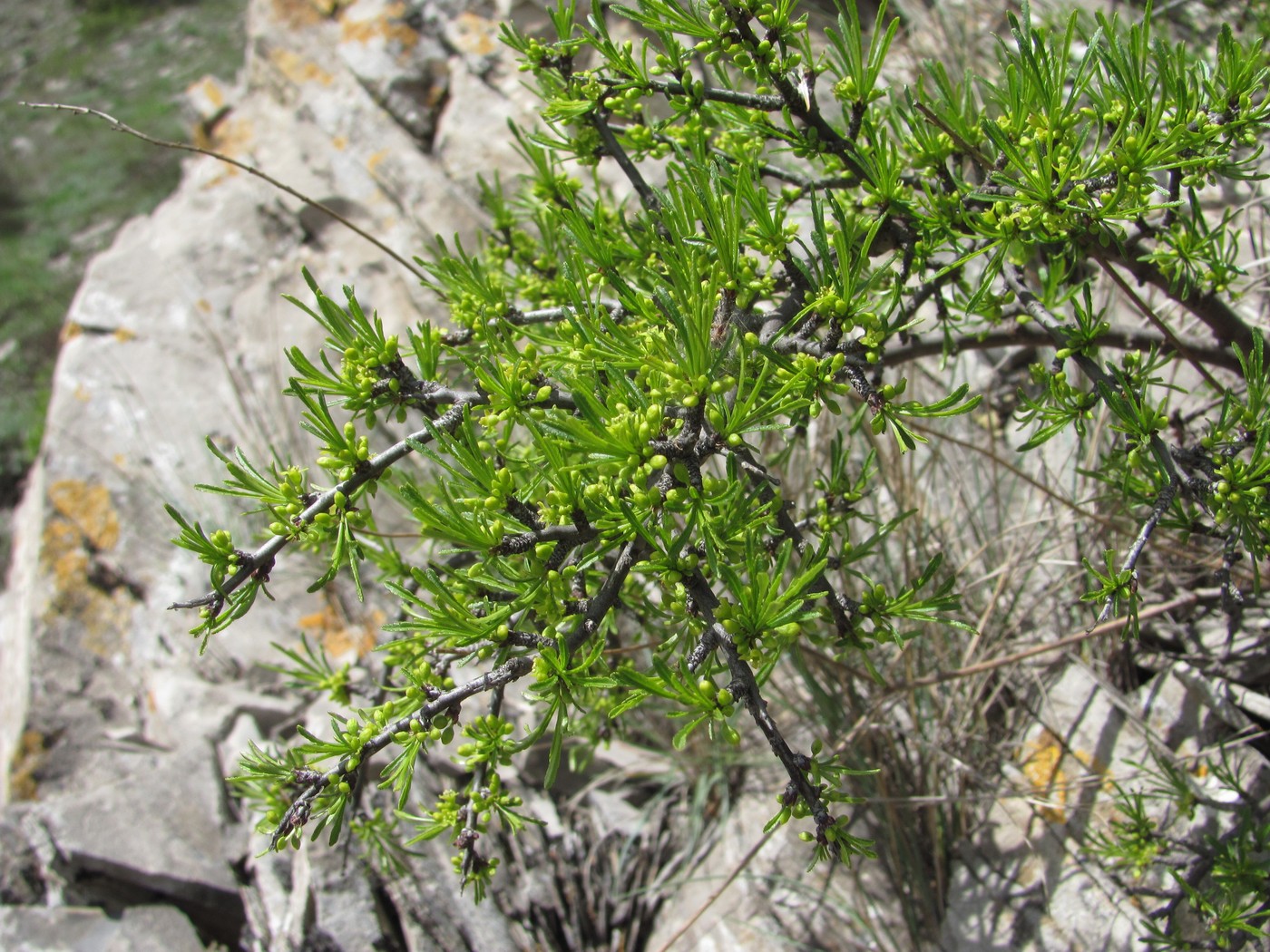 Image of Rhamnus erythroxyloides specimen.