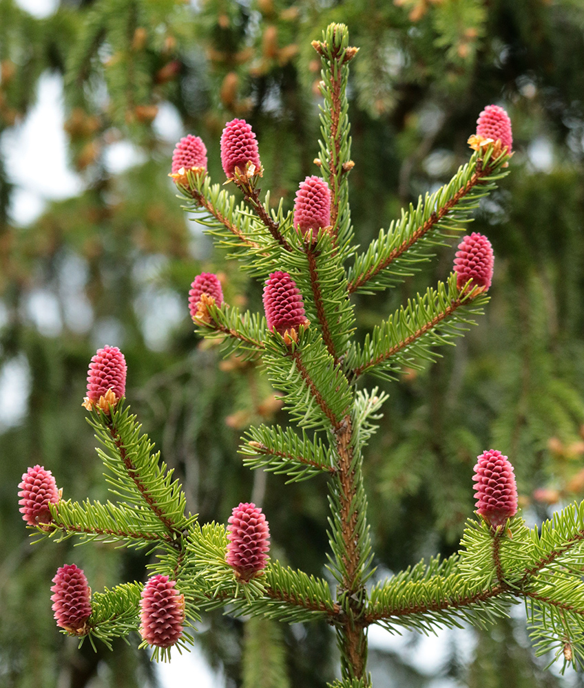 Изображение особи Picea abies.