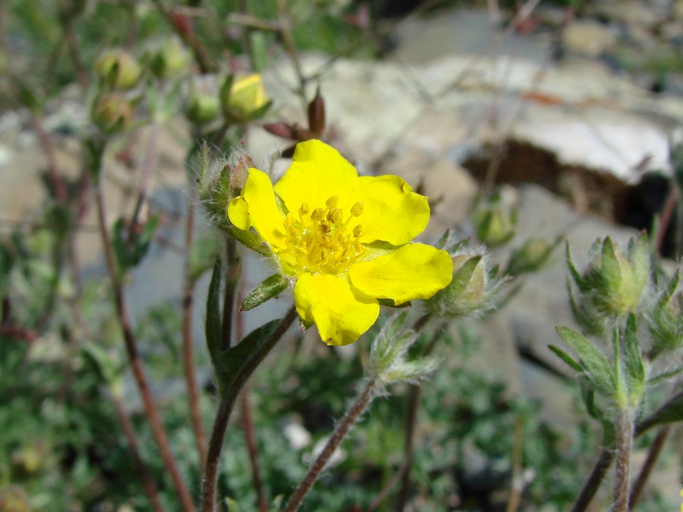 Изображение особи Potentilla soongorica.