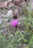 Cirsium serratuloides. Верхушка цветущего растения. Алтай, Улаганский р-н, Курайский хр., берег р. Чибитка выше устья р. Ярлы-Амры, обочина дороги. 6 августа 2020 г.