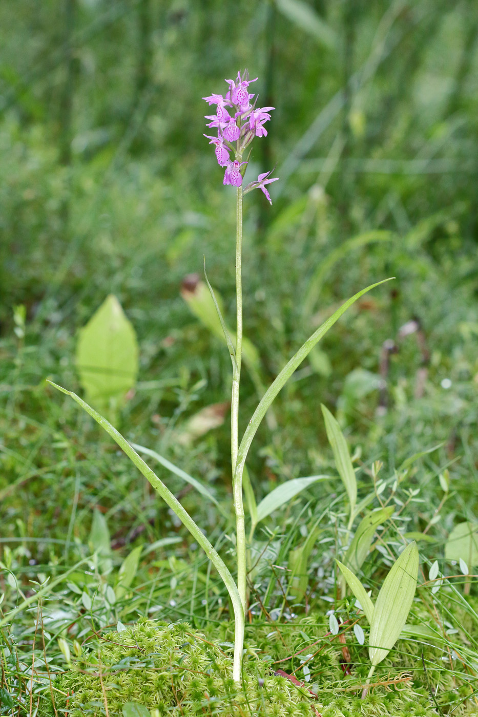 Изображение особи Dactylorhiza traunsteineri.