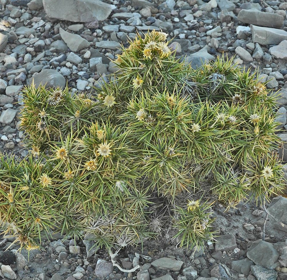 Изображение особи Chuquiraga aurea.