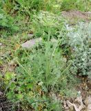 Zosima absinthifolia