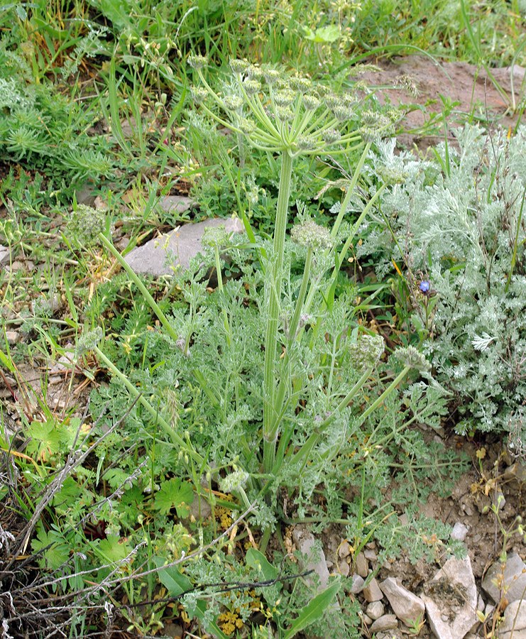 Image of Zosima absinthifolia specimen.