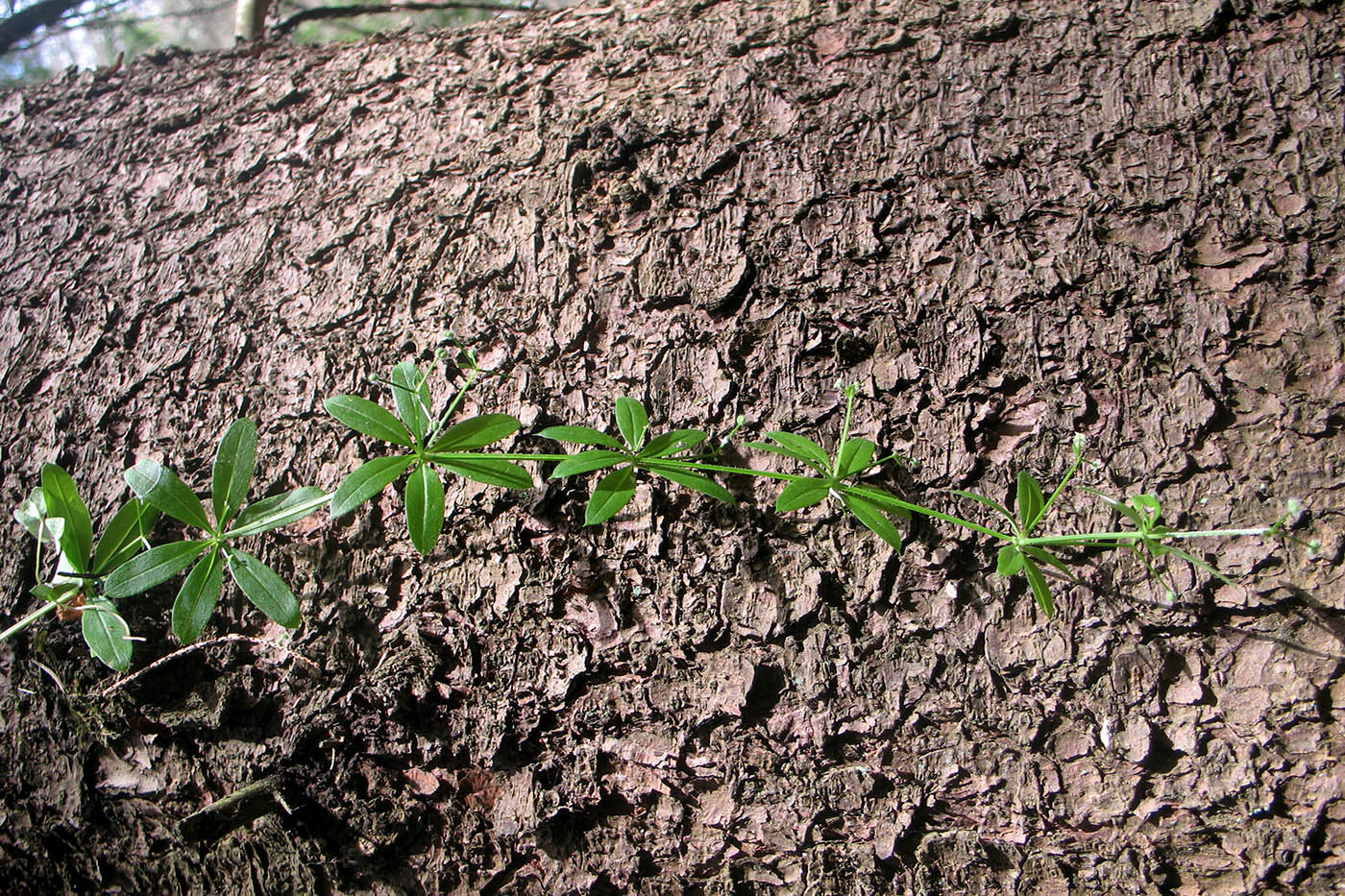 Изображение особи Galium triflorum.