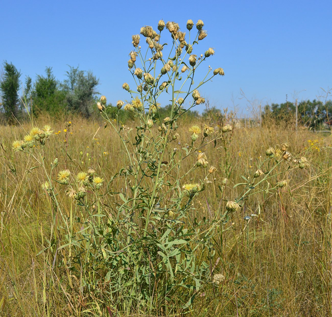 Image of Centaurea salonitana specimen.