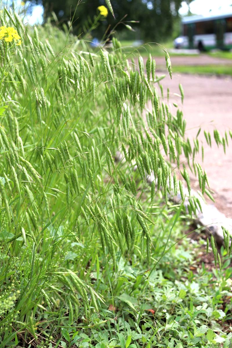 Изображение особи Bromus japonicus.