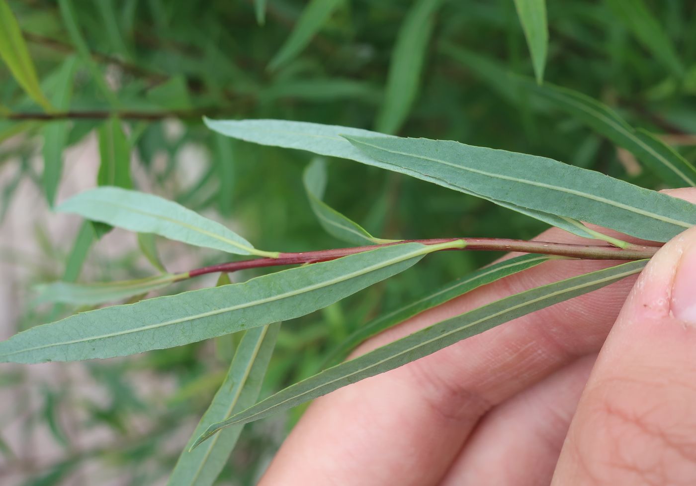 Image of Salix purpurea specimen.