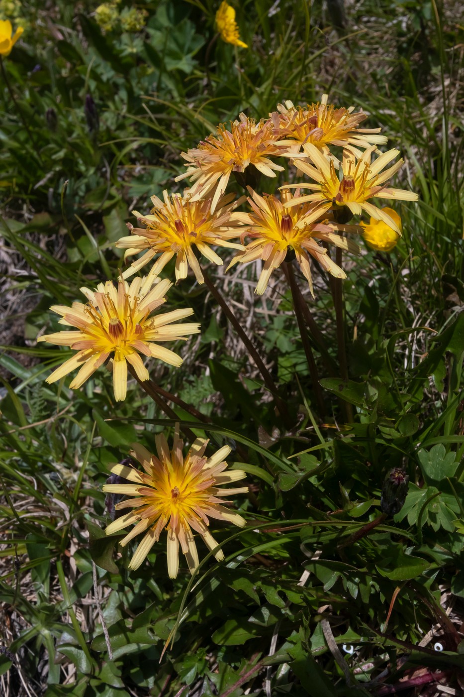 Image of genus Taraxacum specimen.