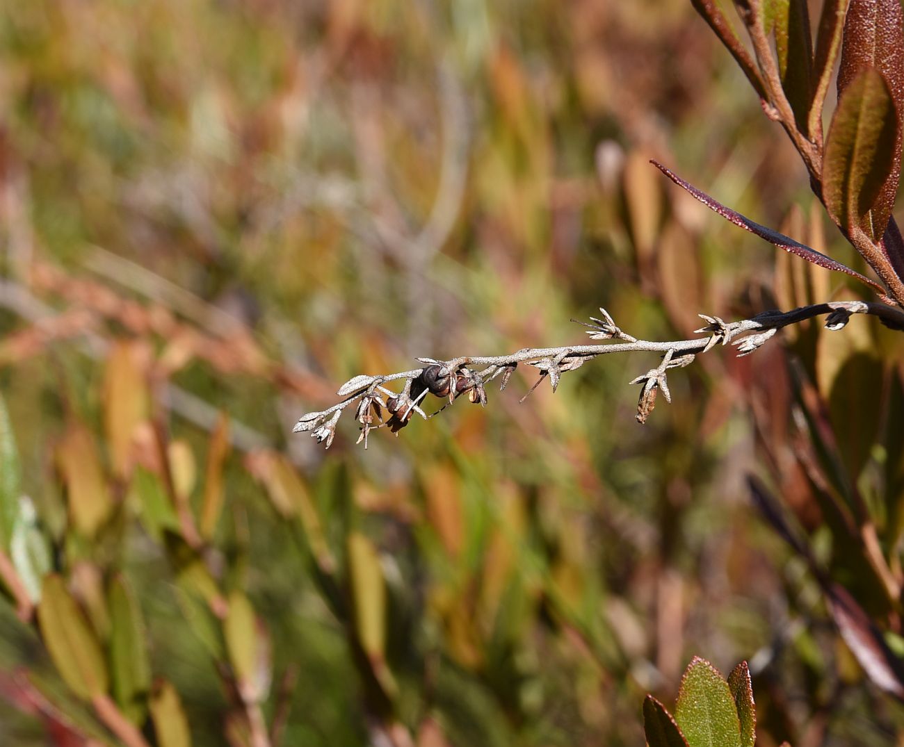 Image of Chamaedaphne calyculata specimen.