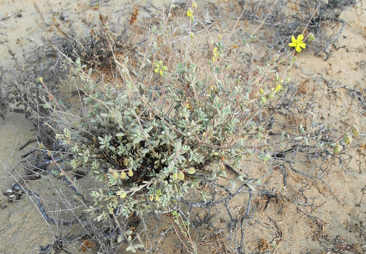 Image of Helianthemum kahiricum specimen.