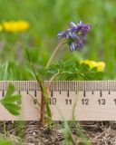 Corydalis conorhiza