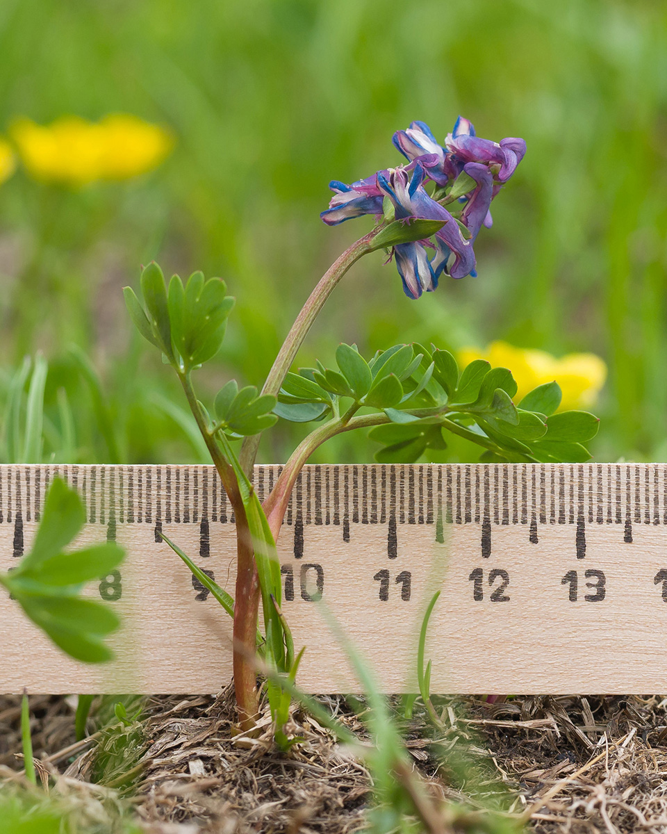 Изображение особи Corydalis conorhiza.