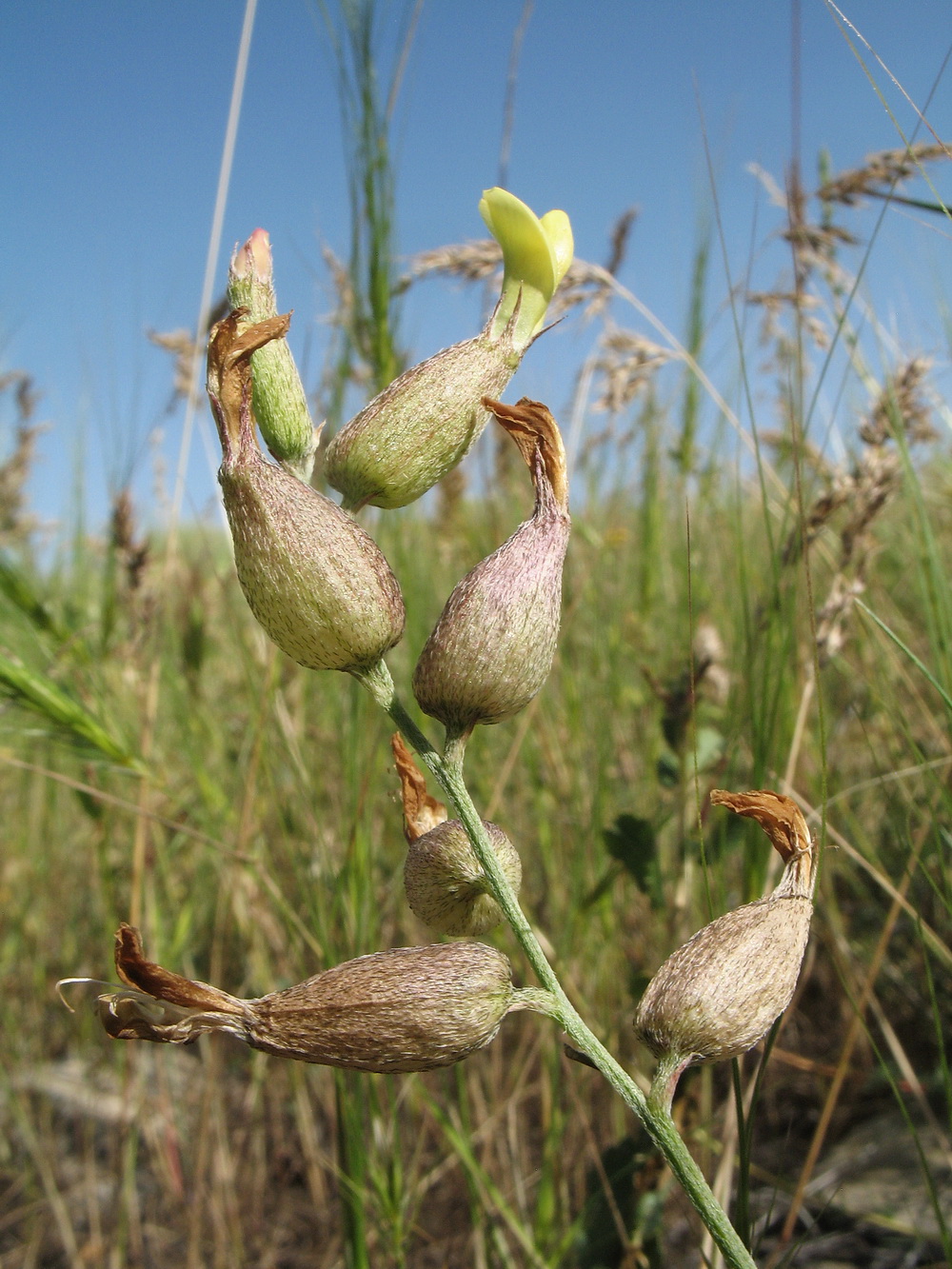 Image of Astragalus krauseanus specimen.